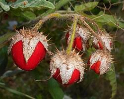 Image result for Solanum sisymbriifolium
