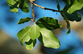 Image result for Ochna pulchra