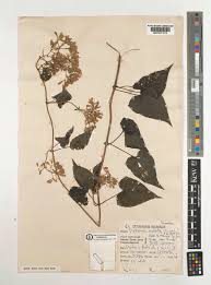 Image result for Mikania cordata