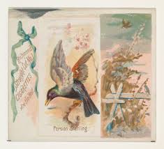 Issued by Allen & Ginter