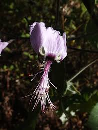 Image result for Abutilon longicuspe