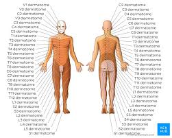 Dermatomes Anatomy And Dermatome Map Kenhub
