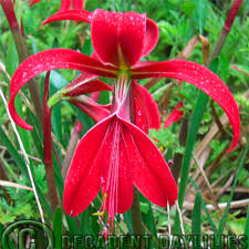 Image result for Jacobean lilies