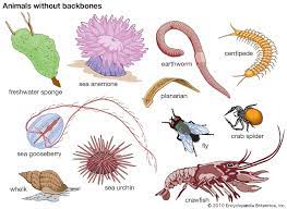 Invertebrate animals fly in the air, crawl in the soil, walk on the land, and inhabit oceans or freshwater lakes and streams. Invertebrate Definition Characteristics Examples Groups Facts Britannica