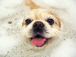 Bathing a puppy for the first time, particularly if they are very small, needs to be done very carefully. Giving Your Puppy Their First Bath Scout Knows