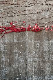 Victoria Hospital S Boston Ivy Scott Webb Nuwomb Http Www Nuwomb Com Boston Ivy Flowers Texture Inspiration