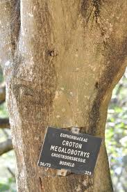 Image result for Croton megalobotrys