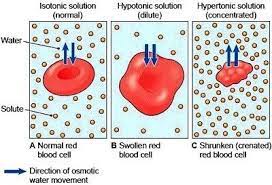 When a cell is placed in a hypertonic solution, the movement of water occurs out of the cell resulting in exosmosis. Osmosis Flashcards Quizlet