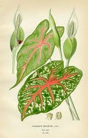 Terjawab • terverifikasi oleh ahli. 100 Lukisan Spesis Keladi Dan Palma Ideas Quilling Tumbuh Tumbuhan Maui