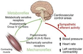 Recent Advances In Exercise Pressor Reflex Function In Health And Disease Sciencedirect