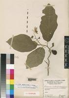 Image result for Solanum campylacanthum 'incanum type'