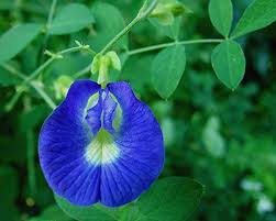 20 Blue Butterfly Pea Flower Seeds Blunekorn Https Www Amazon Com Dp B00jvfgc7u Ref Cm Sw R Pi Dp U X 1z2ybb0b5 Butterfly Pea Flower Pea Flower Butterfly Pea