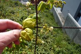 Image result for Cardiospermum grandiflorum