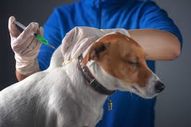 The puppy shots schedule starts at six to eight weeks old. Should Dogs Get Parvo Shots After Having Parvo Thriftyfun