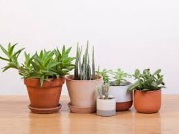 Some designs also have decors, such as tiny butterflies, a fountain and other ornaments. Growing Cactus And Succulent Plants Indoors