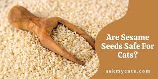 Can Cats Eat Sesame Seeds Are Sesame Seeds Safe For Cats