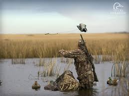 Find the best free stock images about waterfowl. 75 Waterfowl Wallpapers On Wallpapersafari