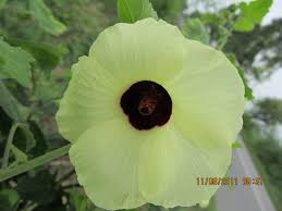 Image result for Hibiscus vitifolius