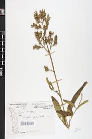 Image result for Dissotis brazzae