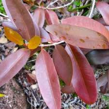 Image result for Grewia inaequilatera