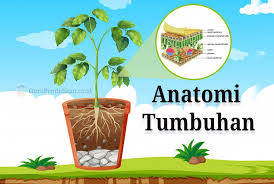 Maybe you would like to learn more about one of these? Pengertian Anatomi Tumbuhan Ruang Lingkup Fungsi Struktur