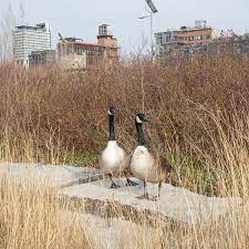 Are there specific fertilizers or products that will counteract the constant dog urine? Geese May Not Inspire You But They Certainly Take Your Mind Off The Virus The New York Times