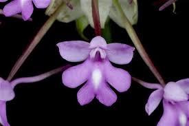 Image result for Cynorkis debilis