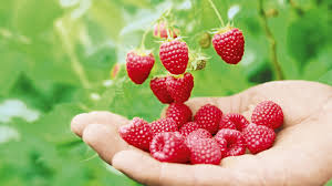 Your best days lay ahead—and that's why we're here. What Fruits Are Suitable For Diabetics Sanlucar