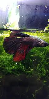 It's time to try again, dangit. Betta Fish Mad In Love With My New Rescue Ares The Biggest Boy I Ve Ever Seen Flake Food