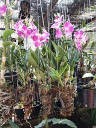 Orchid Flower Cultivation In Sri Lanka Best Flower Wallpaper