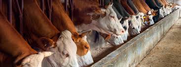 Twin falls livestock is open and ready to help you merchandise your livestock: Livestock Production Nrdc