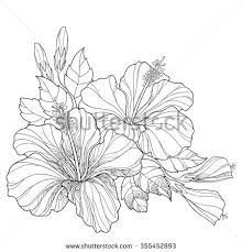 Flower Line Drawing Stock Photos Images Pictures Hibiscus Flower Drawing Flower Drawing Flower Line Drawings