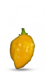 Did yours go start green go very pale yellow almost white and then red? Brazilian Starfish Chili Pepper Seeds