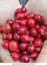 Red Cherry Robusta Coffee Stock Photo 1252379317 | Shutterstock