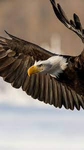 9 amerikaanse zeearend hd wallpapers en achtergrond afbeeldingen. Download Wallpaper 1080x1920 Eagle Bird Wings Flap Sony Xperia Z1 Zl Z Samsung Galaxy S4 Htc One Hd Background Vogels Dieren Amerikaanse Zeearend