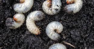 Engerlinge Im Garten Schadlich Oder Nutzlich Engerlinge Schadlinge Im Garten Ackerschachtelhalmtee