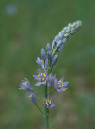 We did not find results for: What Are Those Blue Texas Wildflowers That Are Not Bluebonnets Curious Texas Gets To The Root Of It