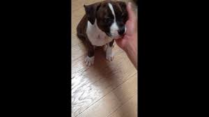 7 week old pitbull puppy you