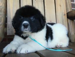 Our newfoundland puppies are raised with love here at our ranch in southern colorado. Akc Newfoundland Puppies Landseers For Sale In Bonnieville Kentucky Classified Americanlisted Com