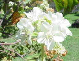 Image result for Dombeya acutangula