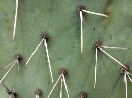 The damp paper towel provides grip and acts as a mitt to catch loose how to attach a nameplate to a dog collar. How To Remove Cactus Spines Including Ones Stuck In Your Throat