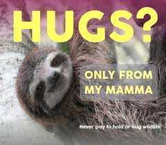 The sloth's appearance is similar to the brown bear, except. The Ultimate Sloth Selfie Code The Sloth Conservation Foundation