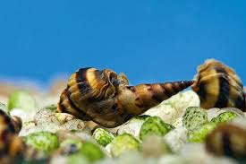 As long as they have food they um i have healthy fish and i check water often and i have an abundance of snails i have done the bleach. Natural Born Killers Practical Fishkeeping