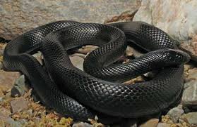 10 arti mimpi ikan, pertanda akan alami kesulitan hingga dapat banyak uang, cek tafsirannya 5 arti mimpi melahirkan, pertanda akan memulai hidup baru hingga dapat cobaan hidup, cek tafsirannya 4 arti mimpi berjabat tangan, pertanda akan naik jabatan dan bertemu dengan. Arti Mimpi Melihat Ular Hitam Besar Dan Panjang Paling Mengerikan