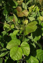 Image result for Rhoicissus tridentata