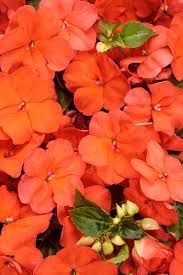 Image result for Impatiens salpinx