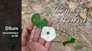 Image result for Ipomoea obscura