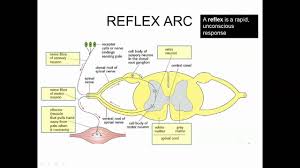Stimulus Response Perception Of Stimuli Ib Biology Youtube
