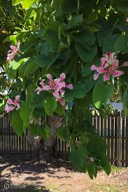 Image result for Bauhinia monandra