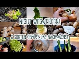 Zu diesem zeitpunkt sind die salatpflanzen etwa 15 bis 20 cm hoch gewachsen. Einpflanzen Statt Wegwerfen 8 Sorten Gemuse Das Nachwachst Teil 1 Porree Salat Mohren Youtube Porree Mohren Gemusezwiebel